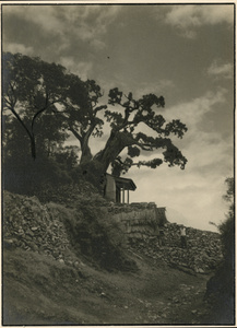 An ancient tree beside a small roadside shrine on a hillside