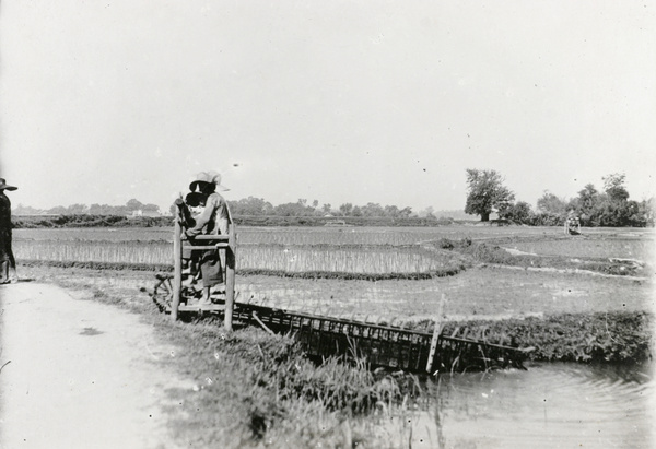 Flooding a rice paddy field with a dragon's backbone water ladder pump (龍骨水車)