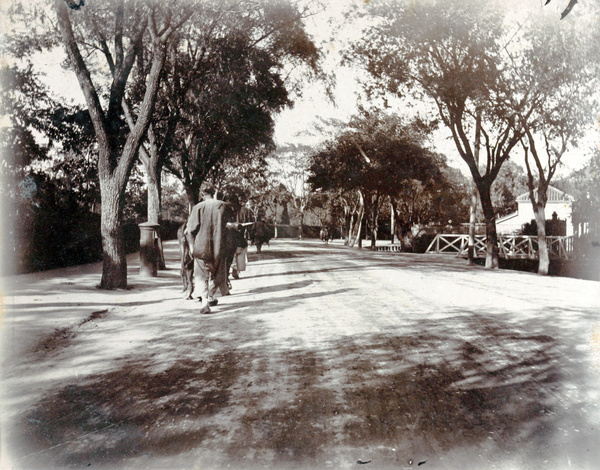 Walking a cow along Bubbling Well Road (Nanjing Xi Lu), Shanghai