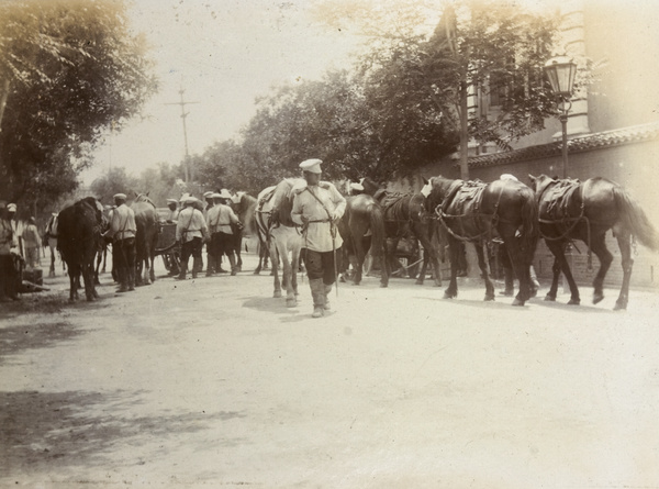 Draught horses being watered in a street