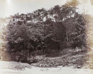 Trees and a stream