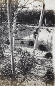 A Loation rock rat (or similar rodent) climbing up the bamboo rose cage in the garden of 35 Tongshan Road, Hongkou, Shanghai