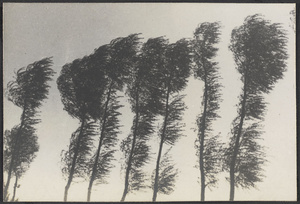 Hia [sic] Yuan Hsien, Kansu.  1920 earthquake area.  Poplars in the breeze.