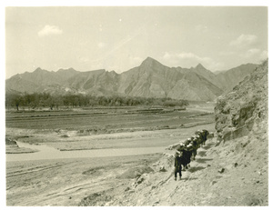 A man leading a caravan of camels along a path near fields