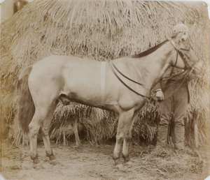 The champion racehorse 'Yana', in Foochow, March 1895