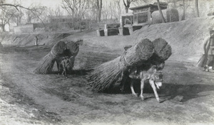Donkeys burdened with bundles of reeds or millet stalks